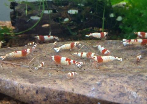 Crystal red shrimp