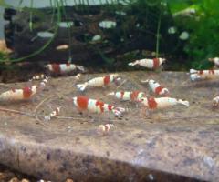 Crystal red shrimp