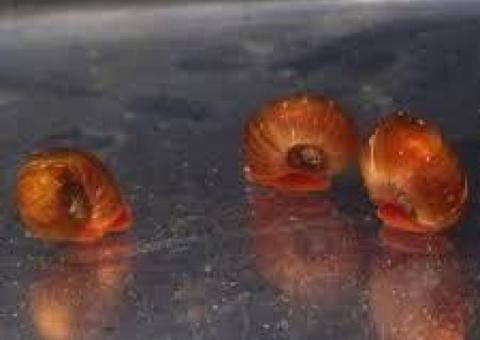 FREE ramshorn snails