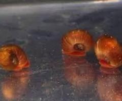FREE ramshorn snails