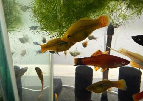 Mickey Mouse, Molly‘s swordtails XXL Molly’s balloon Molly’s Dalmatian,