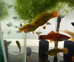 Mickey Mouse, Molly‘s swordtails XXL Molly’s balloon Molly’s Dalmatian,