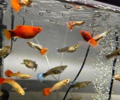 Mickey Mouse, Molly‘s swordtails XXL Molly’s balloon Molly’s Dalmatian, - 2/4