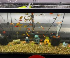 Mickey Mouse, Molly‘s swordtails XXL Molly’s balloon Molly’s Dalmatian, - 4/4