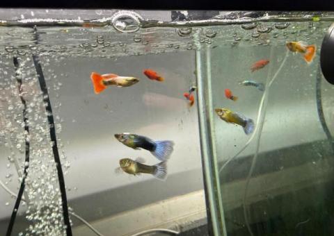 Multiple color, guppies, blue yellow, Fan tail and pink tuxedo