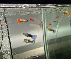 Multiple color, guppies, blue yellow, Fan tail and pink tuxedo