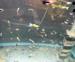 Multiple color, guppies, blue yellow, Fan tail and pink tuxedo - 2/4