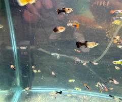 Multiple color, guppies, blue yellow, Fan tail and pink tuxedo - 3/4