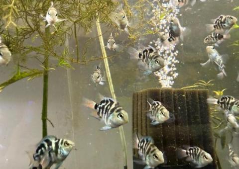 Blue polar parrot Cichlid