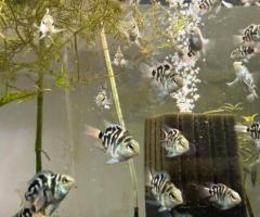 Blue polar parrot Cichlid