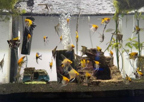 Marble angels and longfin silver angels