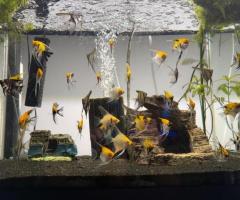 Marble angels and longfin silver angels