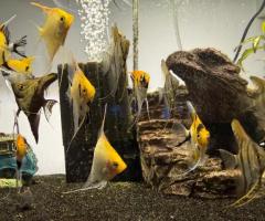 Marble angels and longfin silver angels - 2/3