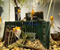 Marble angels and longfin silver angels - 3/3