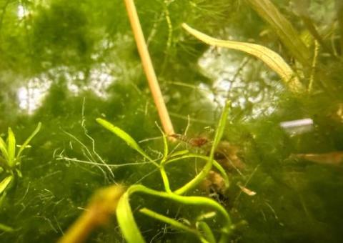 Blue red orange yellow Neo, Cardenia shrimp