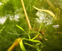 Blue red orange yellow Neo, Cardenia shrimp