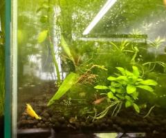 Blue red orange yellow Neo, Cardenia shrimp - 2/4