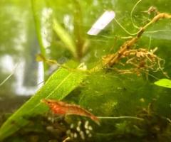 Blue red orange yellow Neo, Cardenia shrimp - 3/4