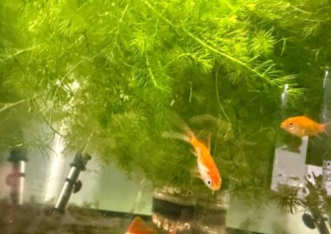 Guppy grass or hornwort for sale