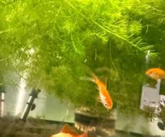 Guppy grass or hornwort for sale