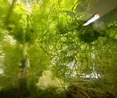 Guppy grass or hornwort for sale - 2/3