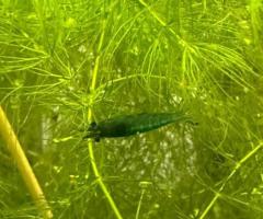 Guppy grass or hornwort for sale - 3/3