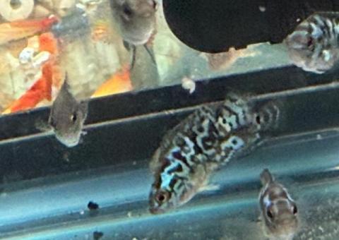 Electric blue Jack Dempsey and Jack Dempsey