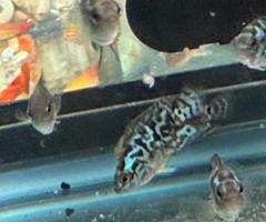 Electric blue Jack Dempsey and Jack Dempsey