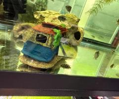 Electric blue Jack Dempsey and Jack Dempsey - 2/4