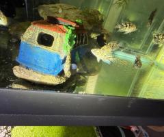 Electric blue Jack Dempsey and Jack Dempsey - 3/4