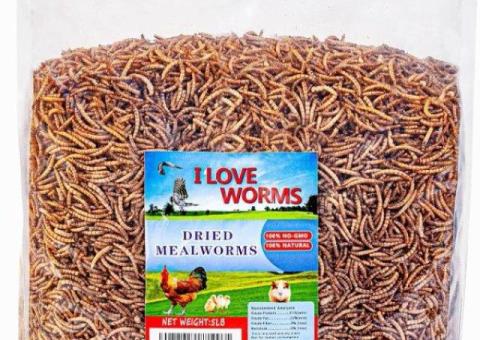 Dried Mealworms