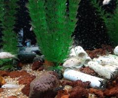 juliochromis transcriptus ghombe and lamprologus brichardi silver