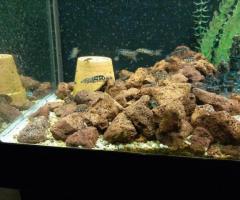 juliochromis transcriptus ghombe and lamprologus brichardi silver - 2/3