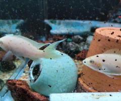 juliochromis transcriptus ghombe and lamprologus brichardi silver - 3/3