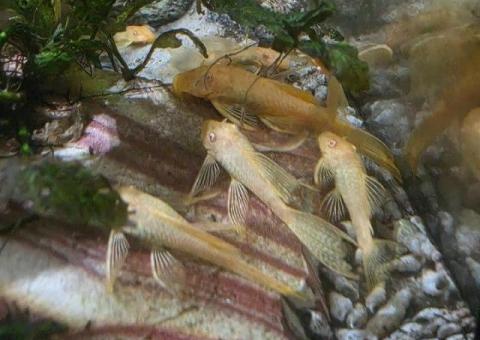 Albino Bristlenose Plecos