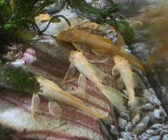 Albino Bristlenose Plecos