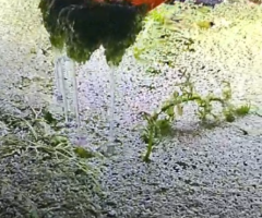 Duckweed Scooper - 3/3