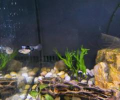Guppies - 2/3