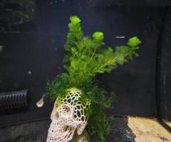 3d Printed Skull - 2/2