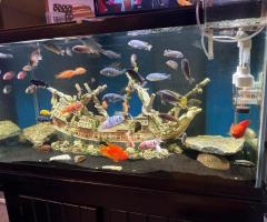 All Aquarium maintenance filter services set ups and tear hands or unwanted equipment - 2/4