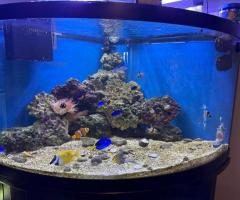 All Aquarium maintenance filter services set ups and tear hands or unwanted equipment - 4/4