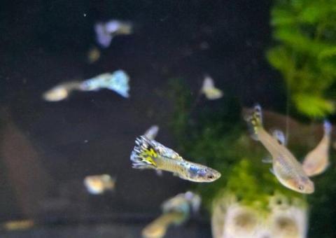 Guppies
