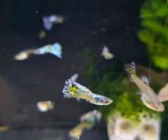 Guppies