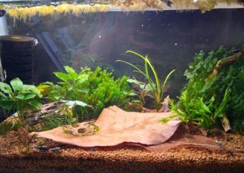 Caridina shrimp tank setup
