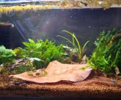 Caridina shrimp tank setup