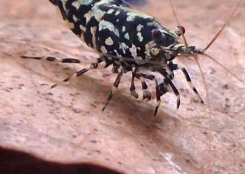 Black galaxy caridina