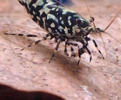 Black galaxy caridina
