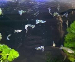 Guppies - 3/3