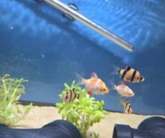Tiger barbs - 2/4