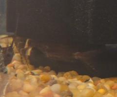 Upside down catfish - 2/2